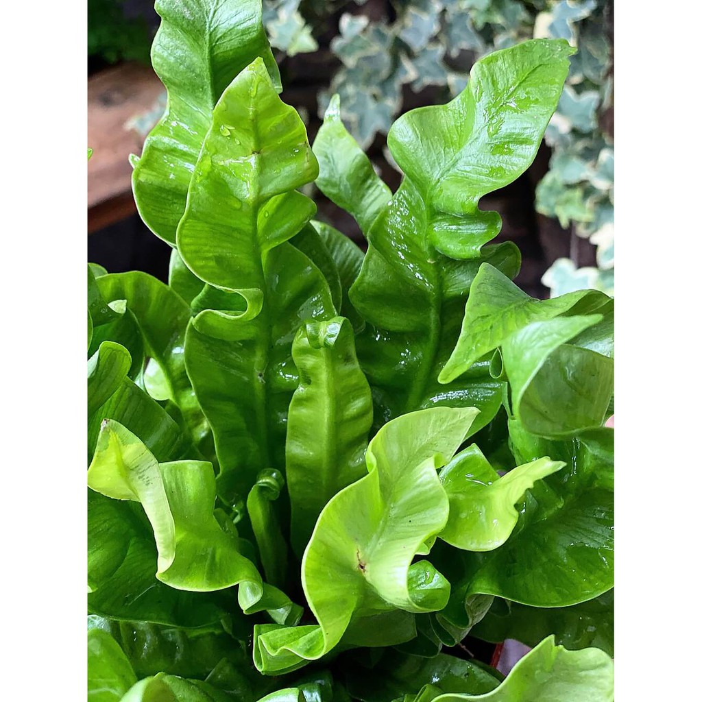 Cây Asplenium nidus Crispy Wave (Tổ Yến) chậu nhựa