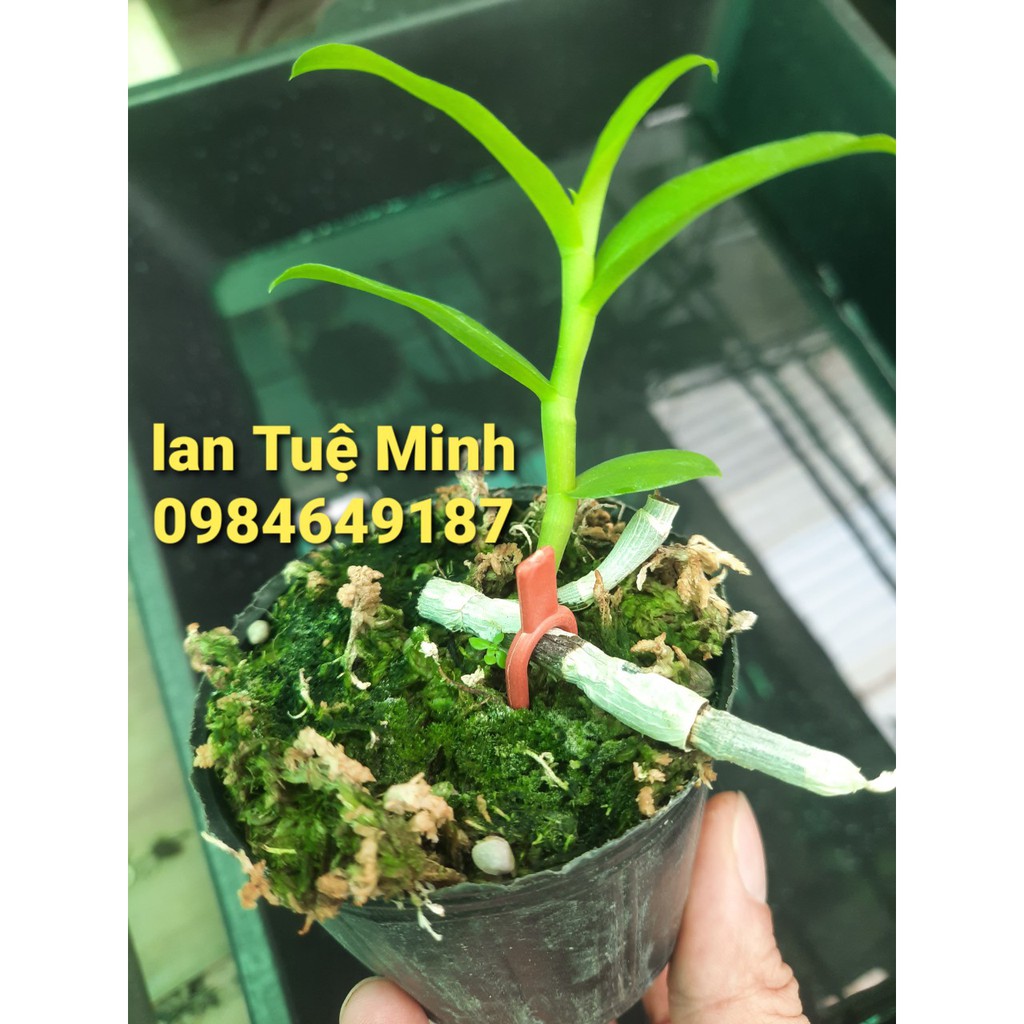 [FREESHIP TỪ 50K] 10 Kẹp cố định kie phong lan