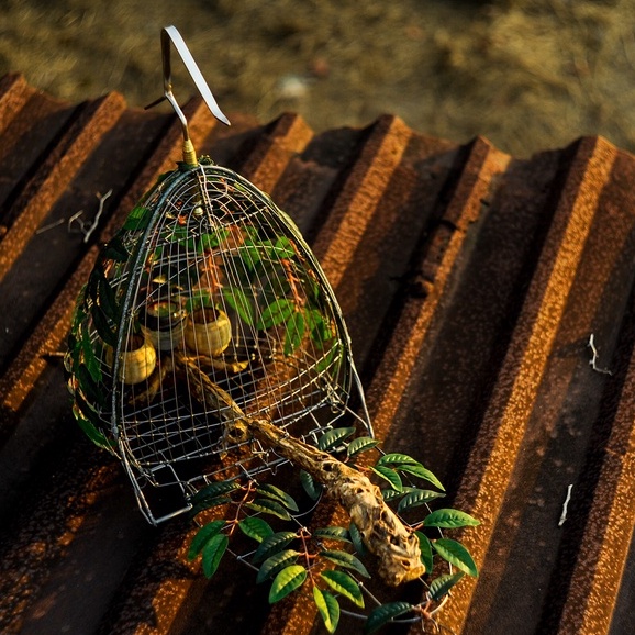 Thức Ăn Chim Cu Gáy Ngũ Cốc Winner Nhập Thái