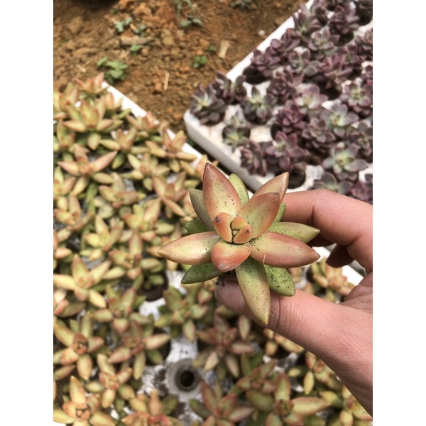 Sen đá cam, size bầu 6-7 cm, sen đá Đà Lạt
