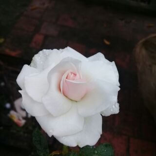 Combo hạt hoa giống