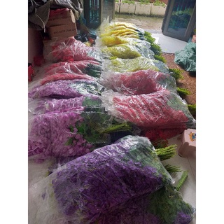 combo 12 cành tử đằng