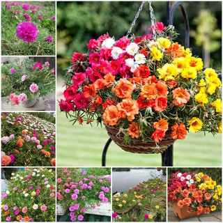 Hạt Giống Hoa Mười Giờ  Kép - Bông To DỄ TRỒNG Gói 200 Hạt