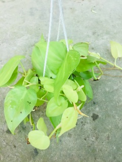 TRẦU BÀ TIM VÀNG CHẬU TREO MINI