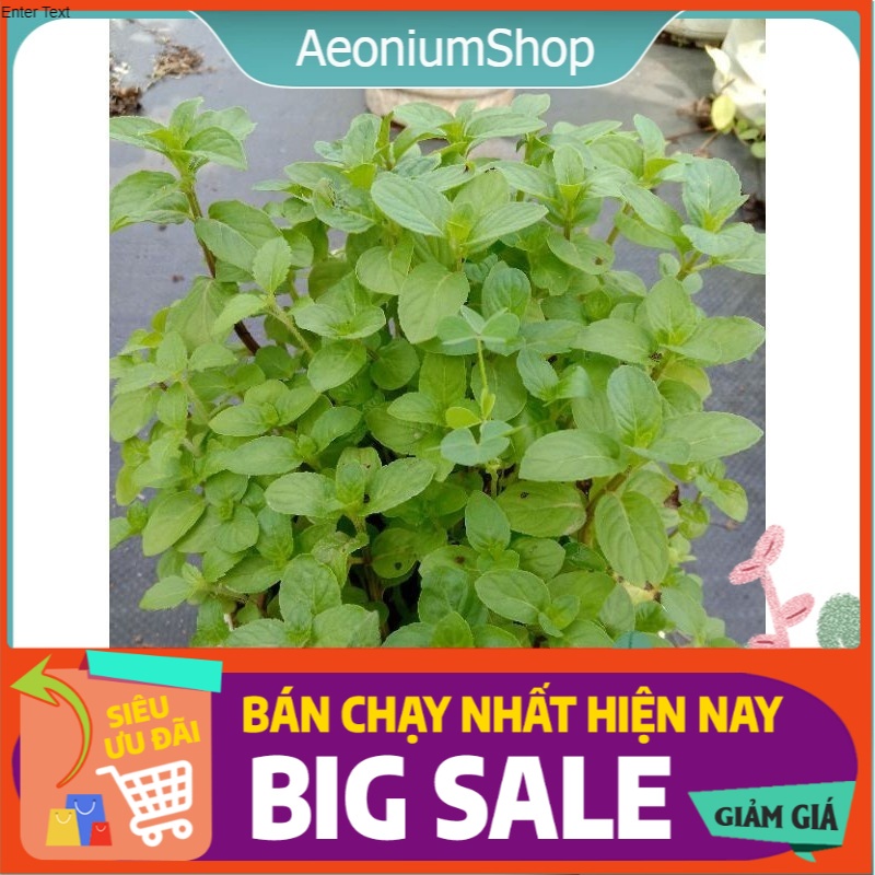 [ CÂY GIA VỊ HƯƠNG LIỆU ] MỘT CHIẾC CHẬU GIỐNG BẠC HÀ PEPPERMINT ĐÃ THUẦN KHÍ HẬU SỨC SỐNG CAO ĐẸP