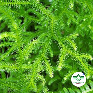 Cây Thông Đất khô 1kg - T192