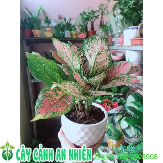 Chậu cây vạn lộc