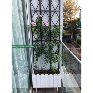 Khung trồng hoa hồng leo rộng 60cm cao 180cm giàn trồng hoa leo giàn Daim