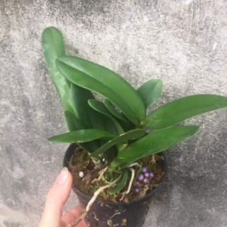 Lan cattleya
