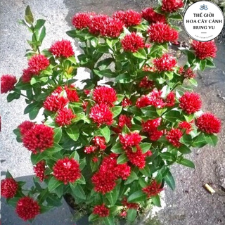 Cây hoa mẫu đơn lá nhỏ - hoa trang cao 60-70 cm.