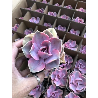 Sen đá Hồng Dâu Var 7cm