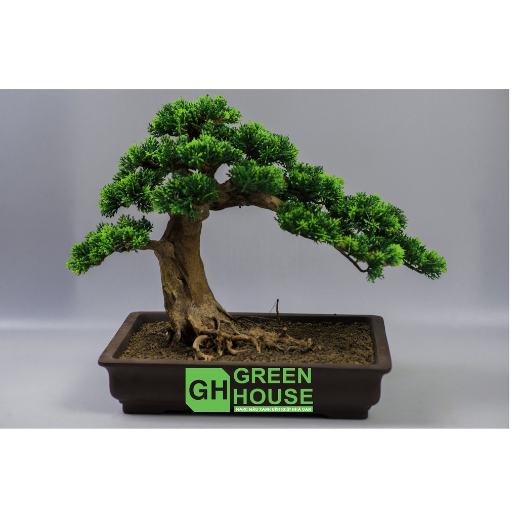 Lũa Bonsai, Lũa thủy sinh dùng trang trí hồ cá cảnh, hồ thủy sinh, văn phòng, nhà cửa