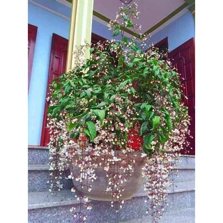 chậu cây hoa" Dạ Ngọc Minh Châu " size lớn– hoa chơi tết mang lại tài lộc