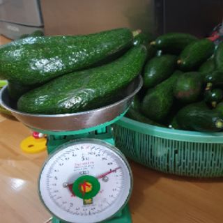 Bơ 034  Lâm Đồng( bơ nữ hoàng)