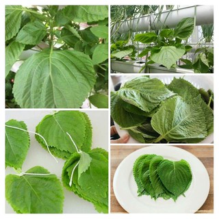 Lá Kê Nhíp Hàn quốc ( Lá tía tô nhật, lá mè ) 500gr giá sỉ ( Chỉ giao Hà Nội)