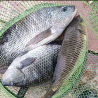 Mồi Câu tổng hợp 82