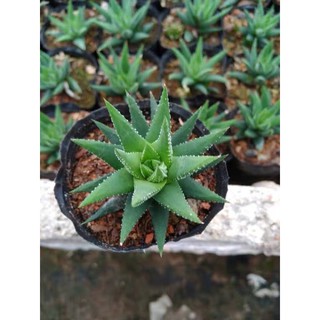 SEN ĐÁ MÓNG RỒNG XANH