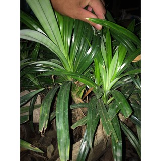 Cây lá nếp, lá dứa