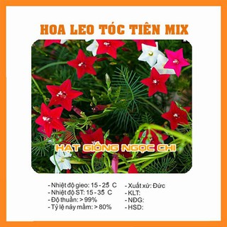 Hạt giống hoa leo tóc tiên mix - 10 hạt