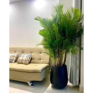 Cây cau kiểng vàng (chưa bao gồm chậu)