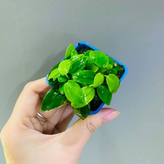 Ráy Nana Tàu - CÂY THỦY SINH