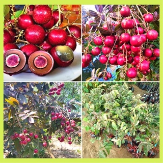Cây giống nhãn tím hoa tím, quả tím