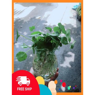 Chậu Cỏ Đồng Tiền Thuỷ Sinh