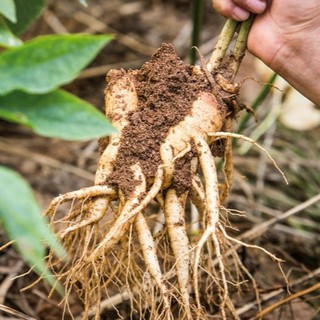 Hạt Giống Sâm Hàn Quốc (5 Hạt)