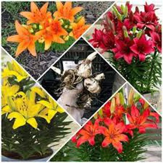 củ HOA LY LÙN HÀ LAN-củ giống