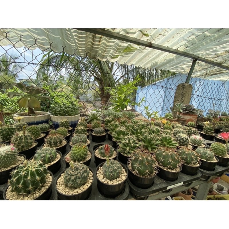 Cây xương rồng - trang trí tiểu cạnh - để bàn làm việc - dễ trồng
