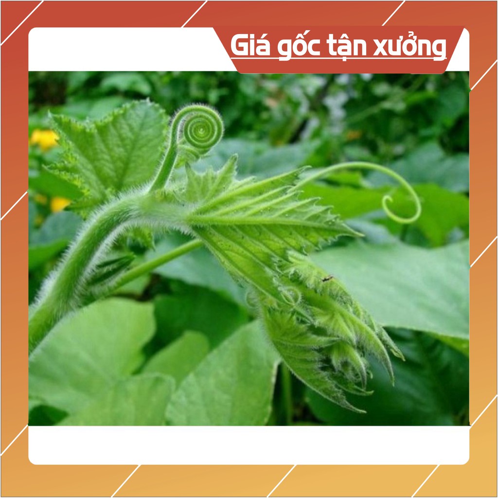 20GR - HẠT GIỐNG BÍ SIÊU NGỌN (Hàng Loại 1)