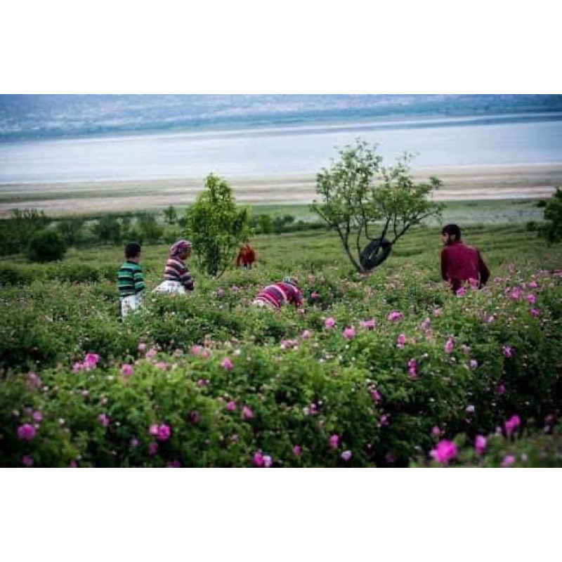 Nước hoa hồng cao cấp hữu cơ Thổ Nhĩ Kỳ Rosa Damascena