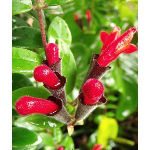 Cây hoa son môi + Tặng  phân hữu cơ cao cấp