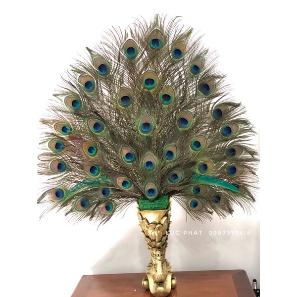 [ HCM ] Lông Công Phong Thuỷ (COMBO 10 LÔNG)- FREESHIP | BigBuy360 - bigbuy360.vn