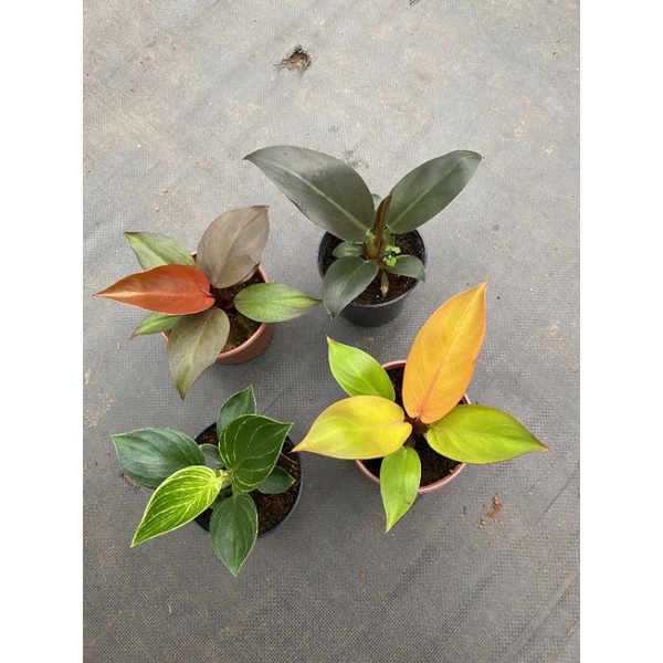 Chậu cứng 4 loại đế vương như hình,  đang phát triển tốt