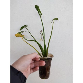 Bách thủy tiên kép nhài và đơn đốm sz nhỏ