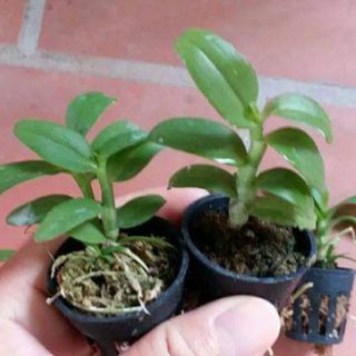 5ct hải dương cây giống ( combo 2 cốc )