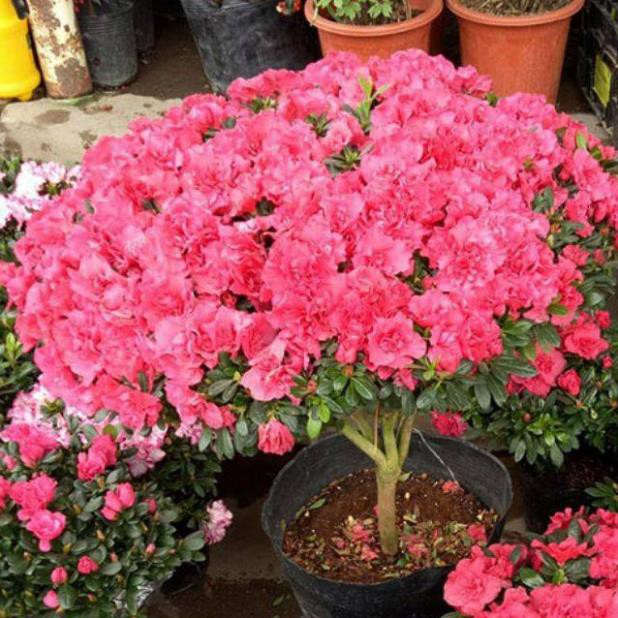 Sản phẩm CÂY GIỐNG HOA ĐỖ QUYÊN NHẬT BẢN ĐỦ MÀU + Tặng  phân hữu cơ cao cấp