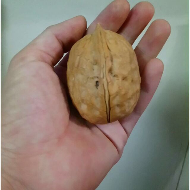 1KG ÓC CHÓ RỪNG SAPA HÀNG MỎNG VỎ DATE MỚI NHẤT