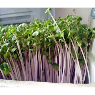 Hạt Giống Rau Mầm Củ Cải Đỏ 20gr