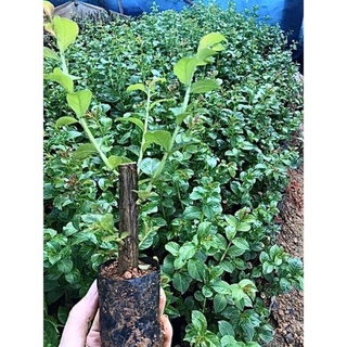 Cây hoa tường vy(mua 5 tặng 1)