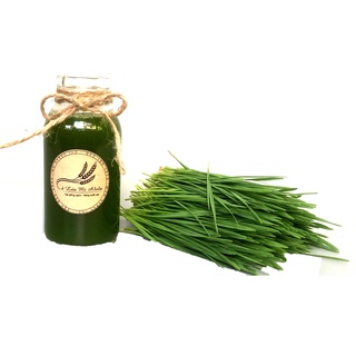 Cỏ lúa mì tươi được trồng hữu cơ từ hạt giống sạch ALOLA - một hộp 200gram