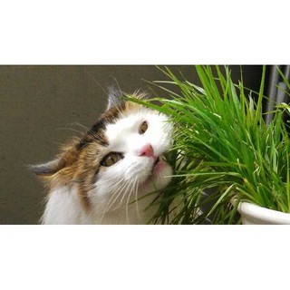 Thức ăn hamster hạt cỏ lùng