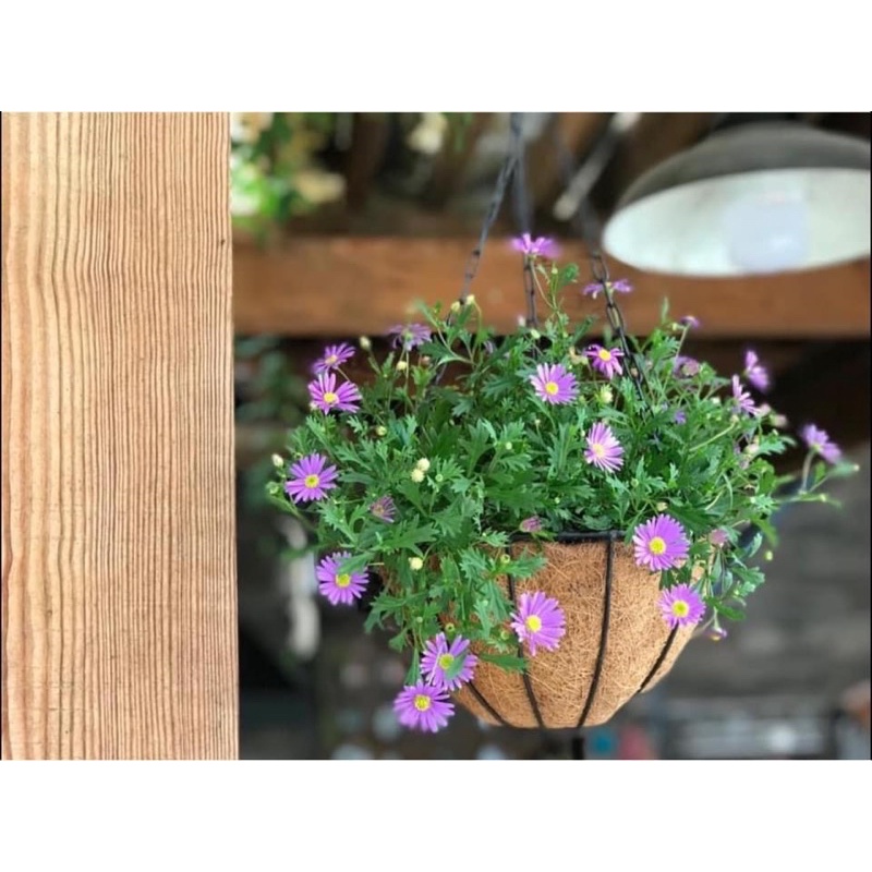 Swan daisy / cúc tím rũ hoa quanh năm, đã sang chậu