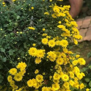3 cây giống hoa cúc rủ