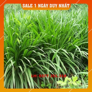 Hạt giống cỏ mulato 2 siêu năng suất - cỏ sả dinh dưỡng chăn nuôi trâu, bò, dê, cá, ngựa, thỏ