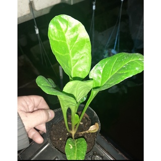 Cây giống rau các loại