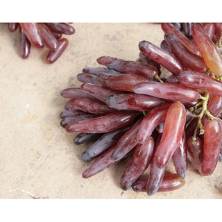 Cây Nho Phù Thủy Halloween (Witch Finger)