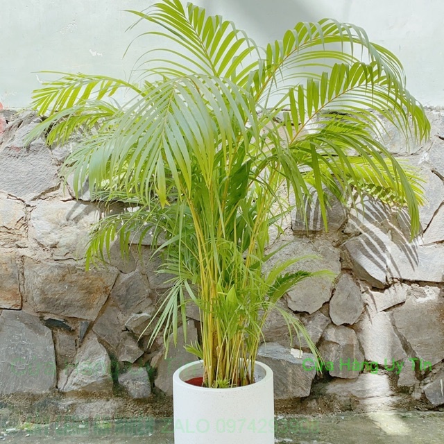 Chậu Cây Cau Cao Trên 1m