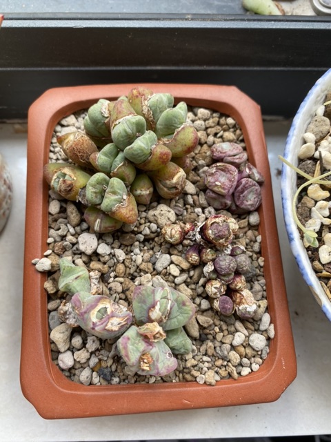 Lithop sen mông thạch lan